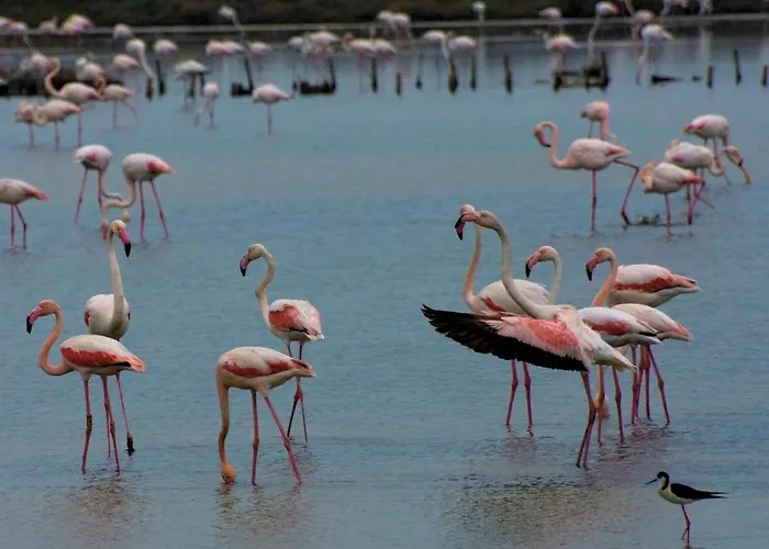 Gorinoapartment * Gorino Ferrarese